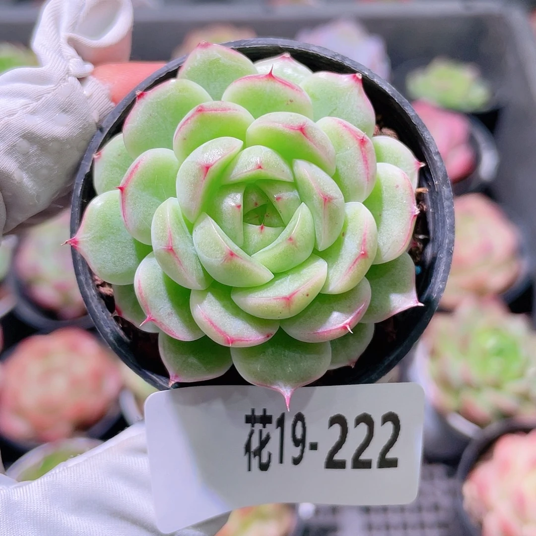 花利美19-222海王