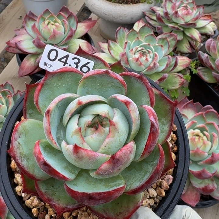 惊鸿仙子 0436......