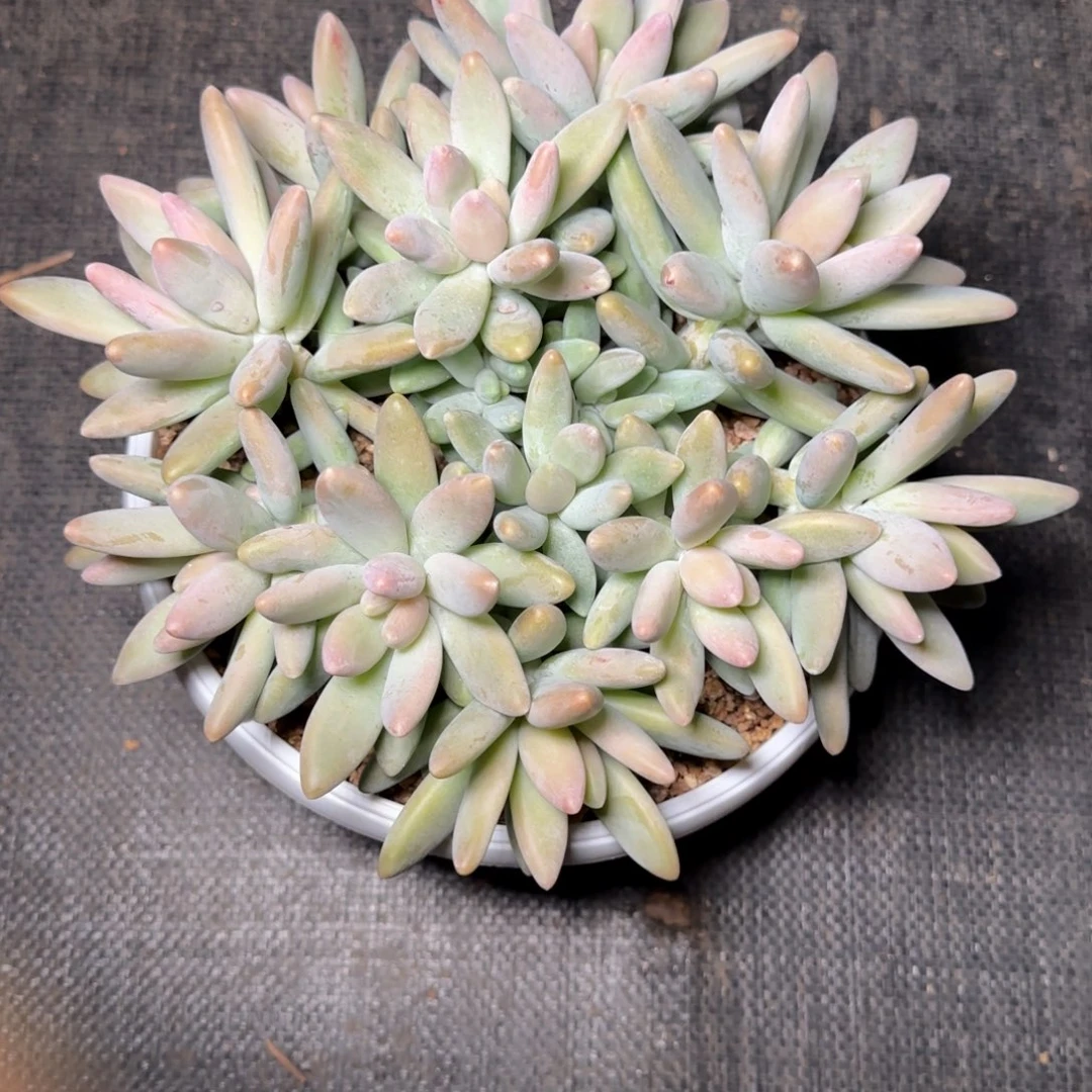 白兰地多肉植物多肉