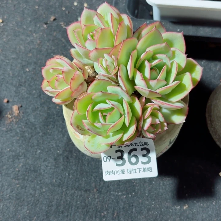 牡丹亭多肉无盆土发货