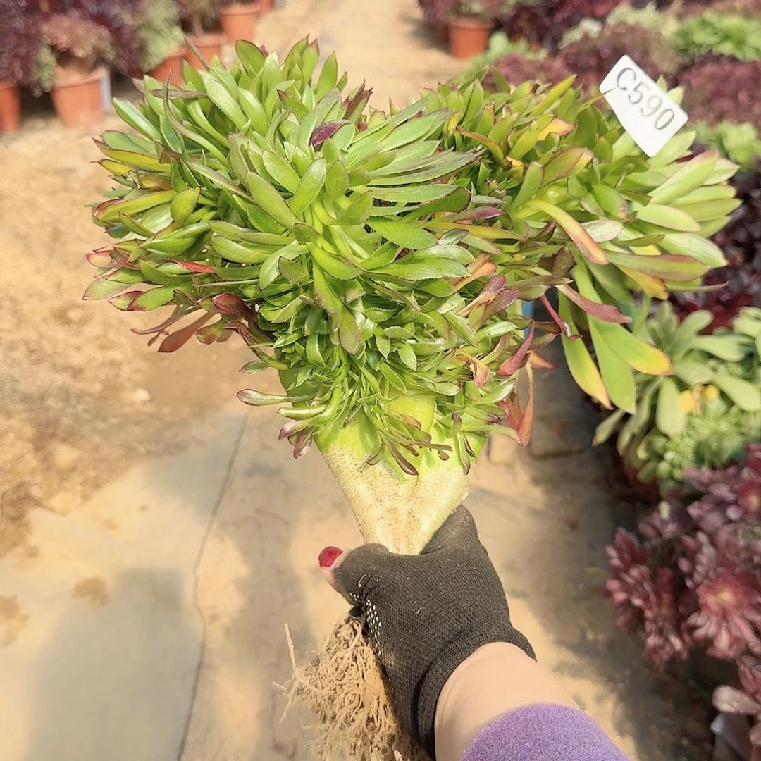 590黑法师一颗呀呀