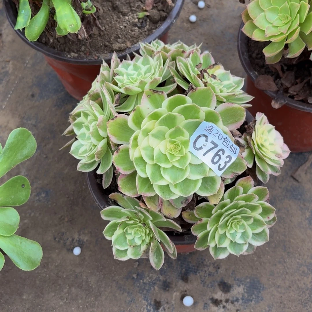 763多肉植物捧花的时候
