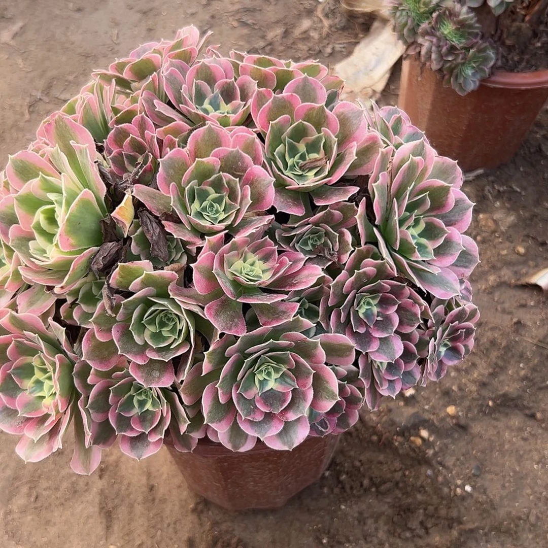 多肉植物雨花石群