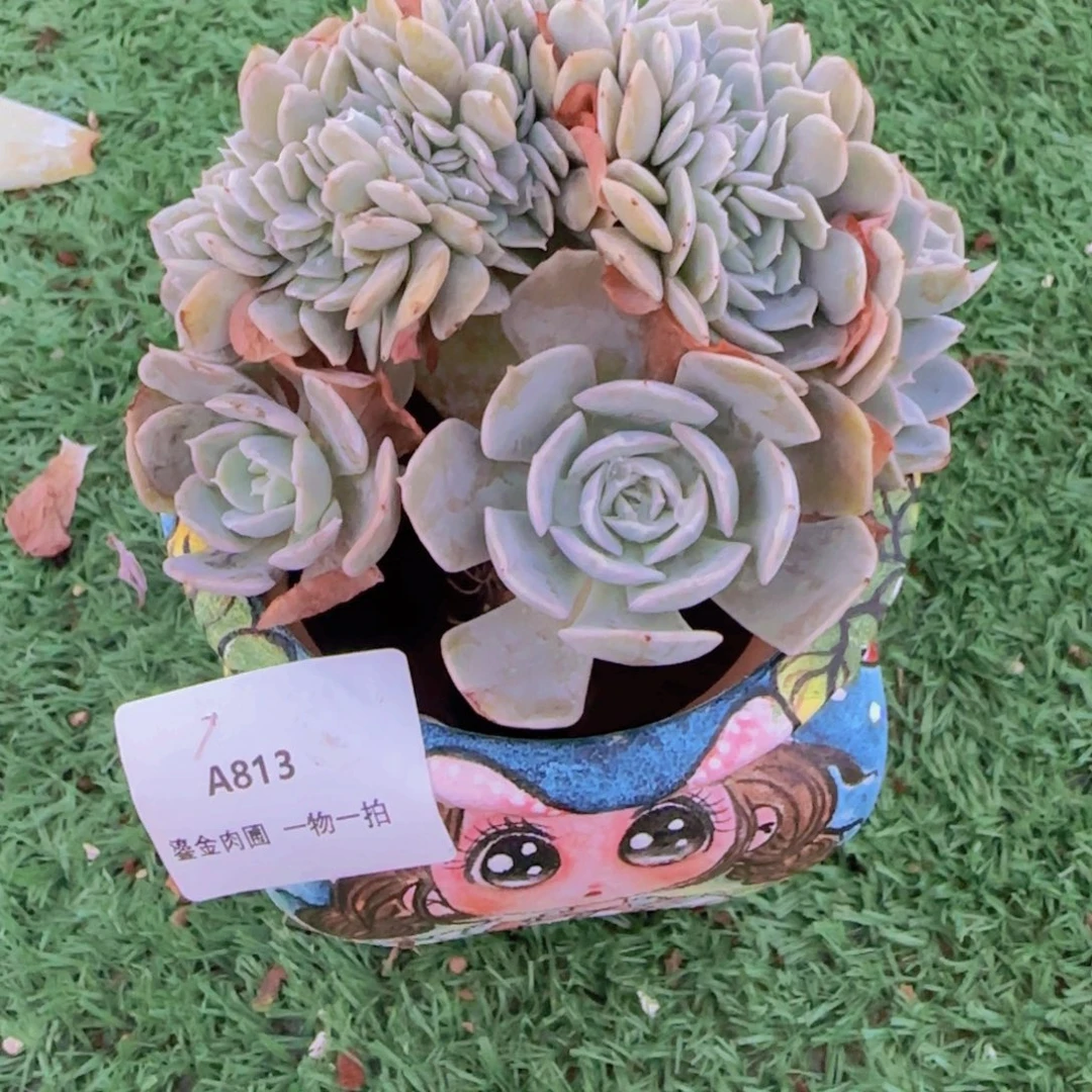 骑***姨A813安娜玫瑰缀化