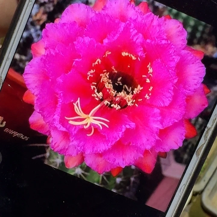 流苏侧芽5公分左右毛花柱