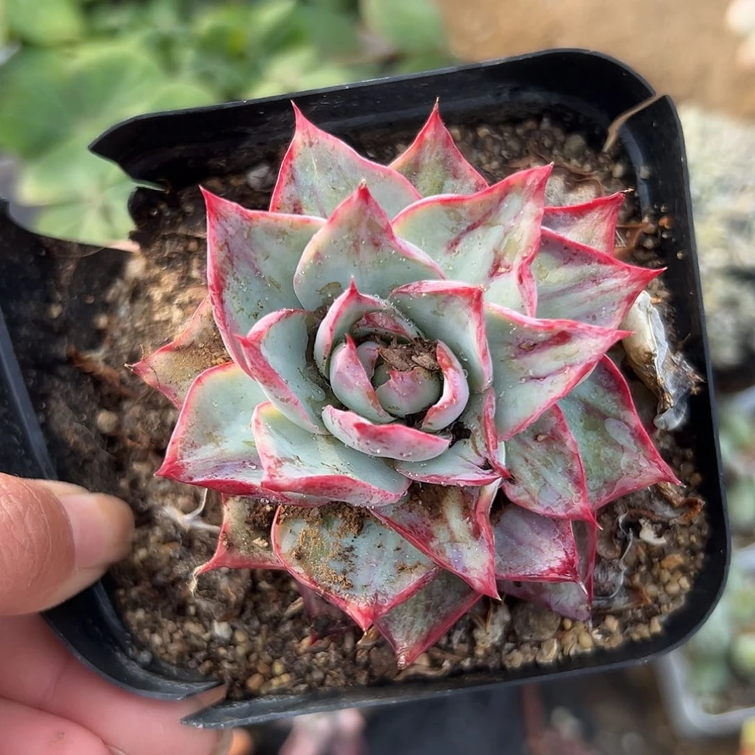 多肉植物多肉植物