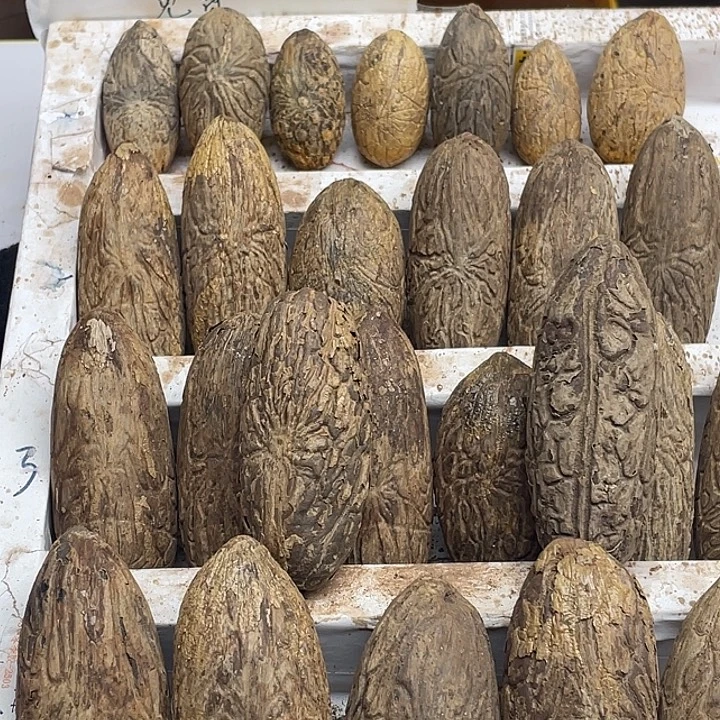 笨***6菩提11111111111111111