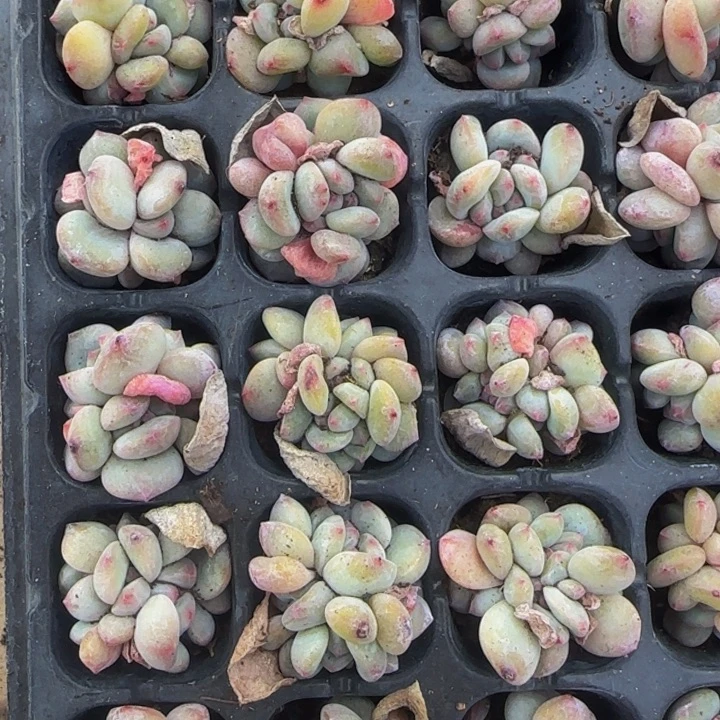 圆叶小星影群2颗一组女神节福利