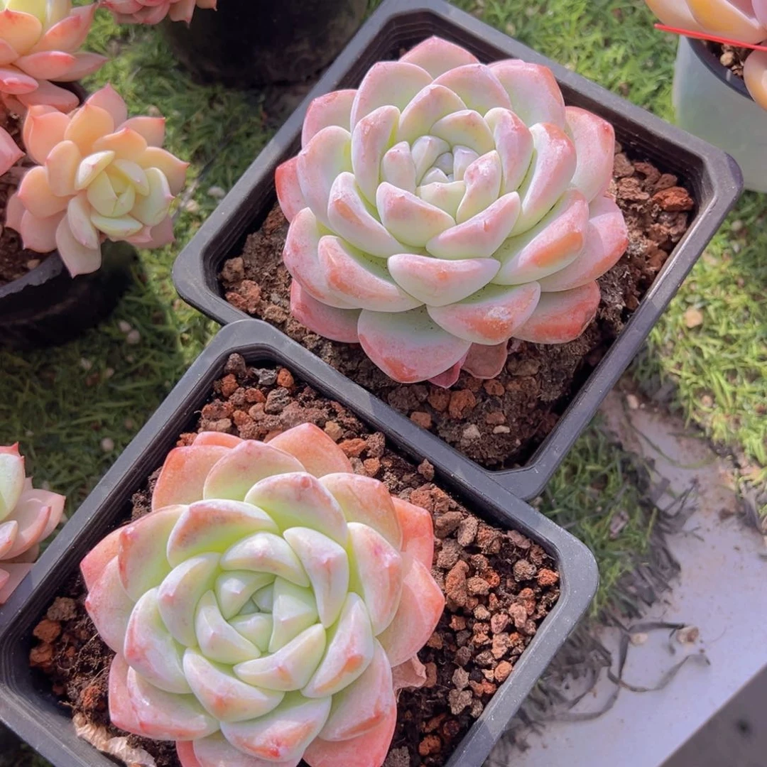 英*-香玉的故事是一个人的故事