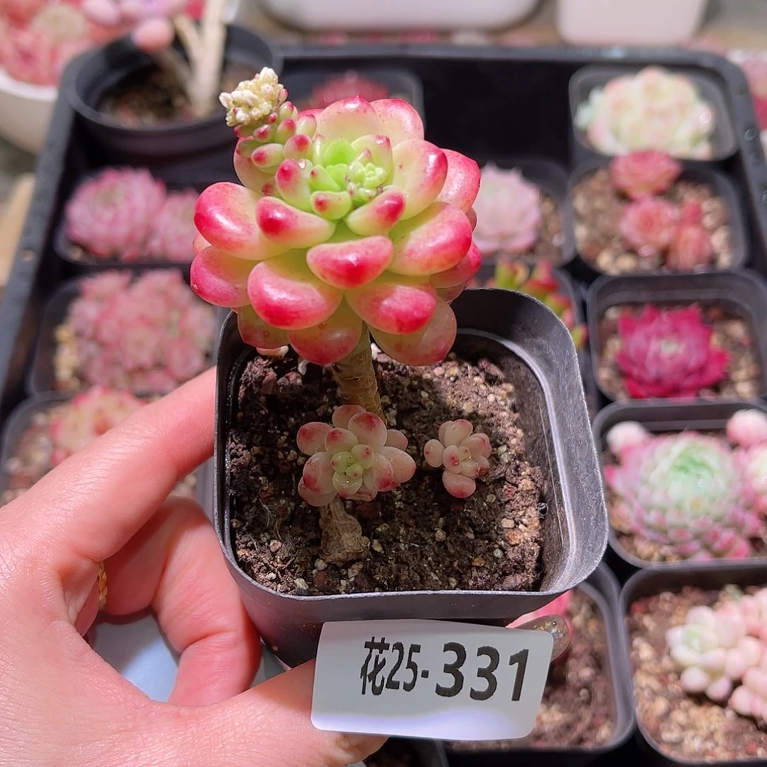 花利美25-331香格里拉
