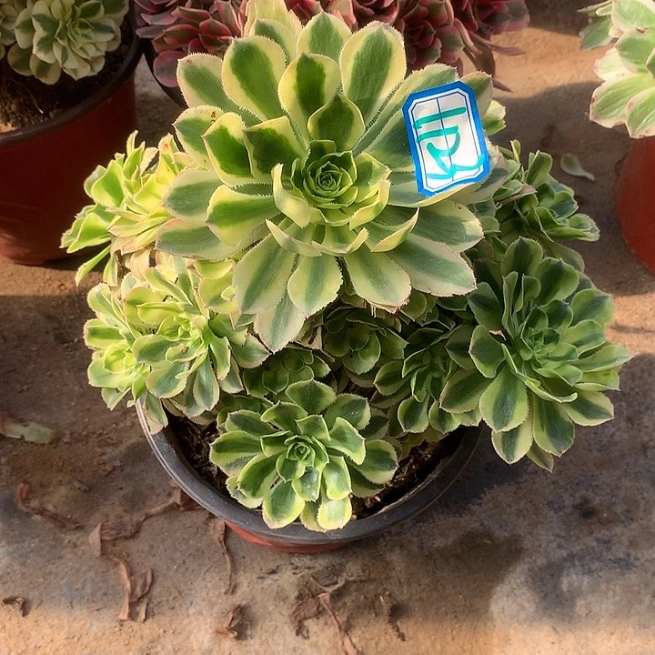 多肉植物保时捷1123