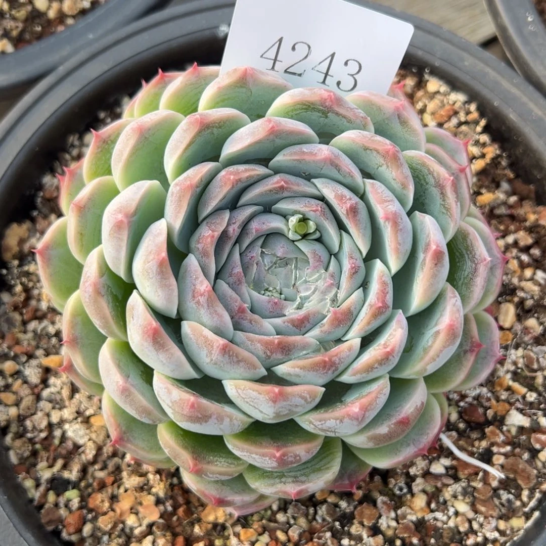 柔*4243多肉多多多多