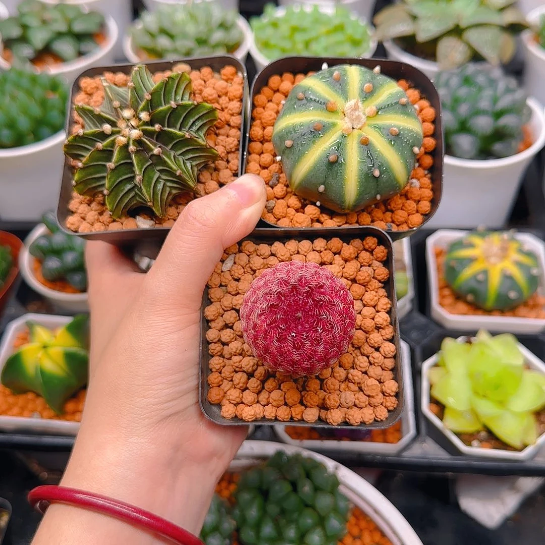 红太阳，南瓜球，肋骨，原盆