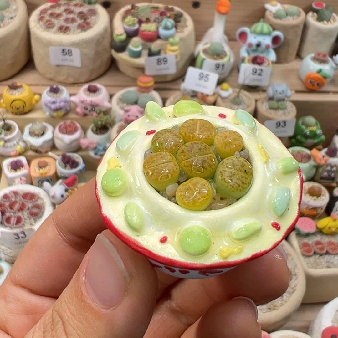 多肉植物96号拼盘