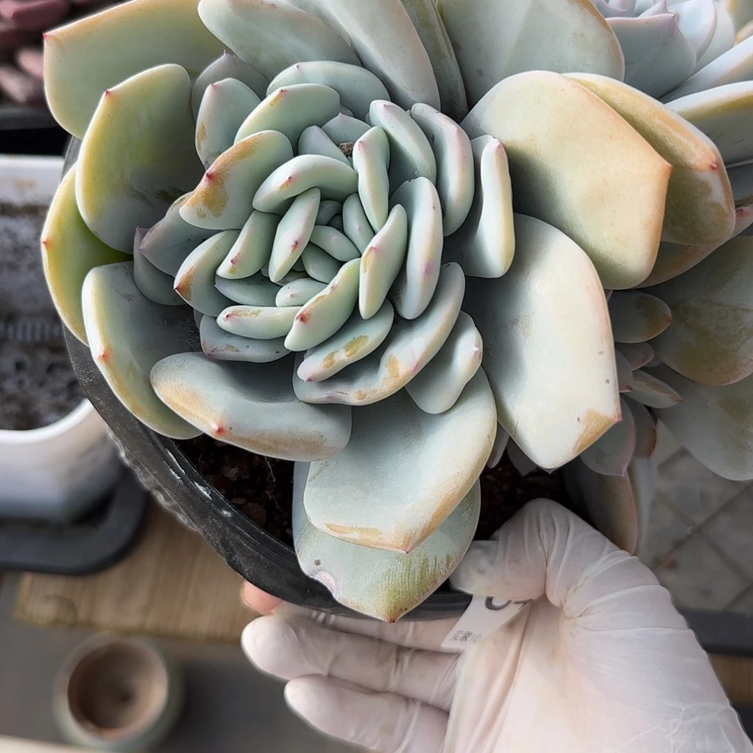 何***清849 售后范围：签收起7天内