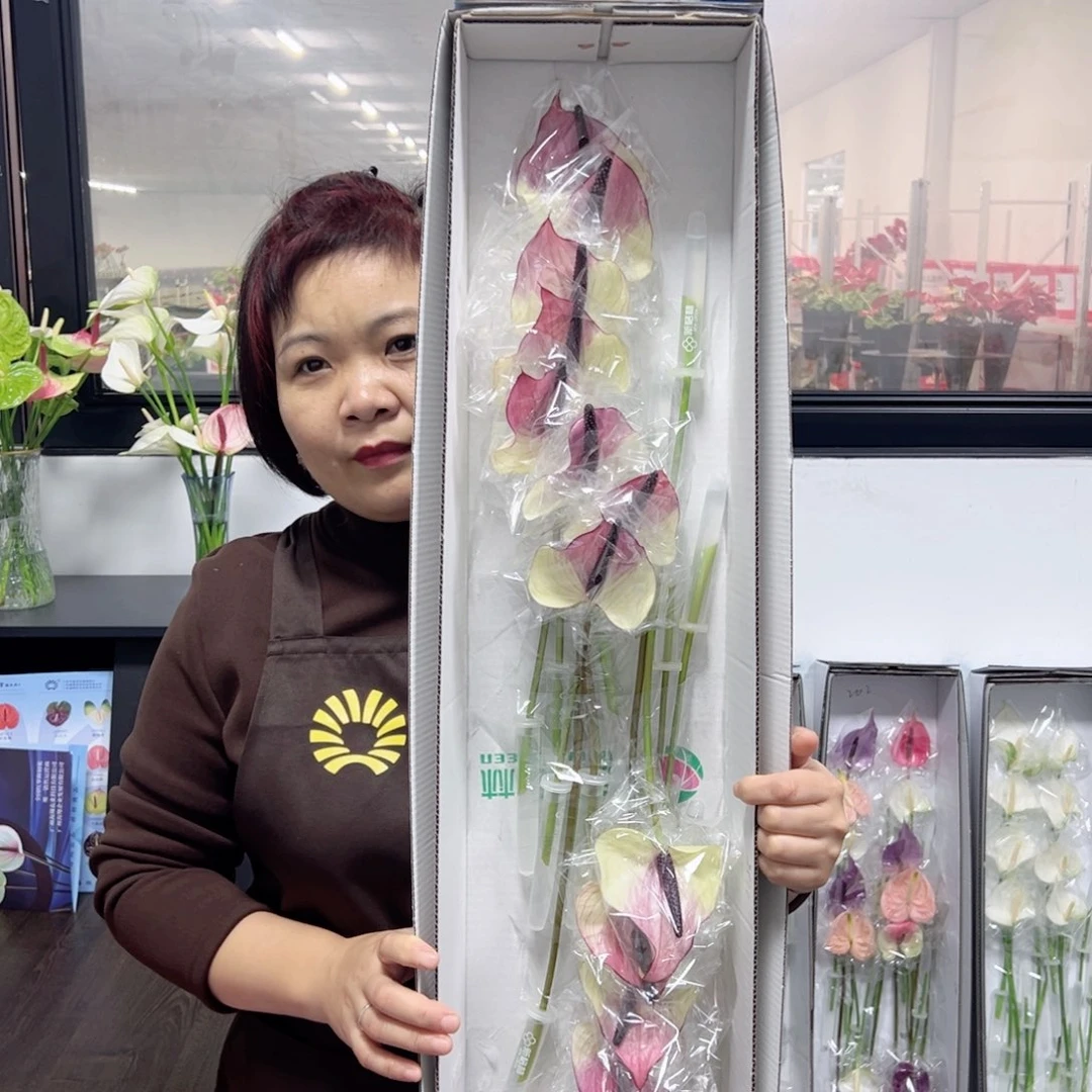 完全开放马克西玛-16枝装！