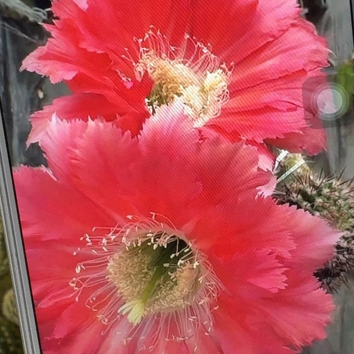 凤7侧芽4公分彩草