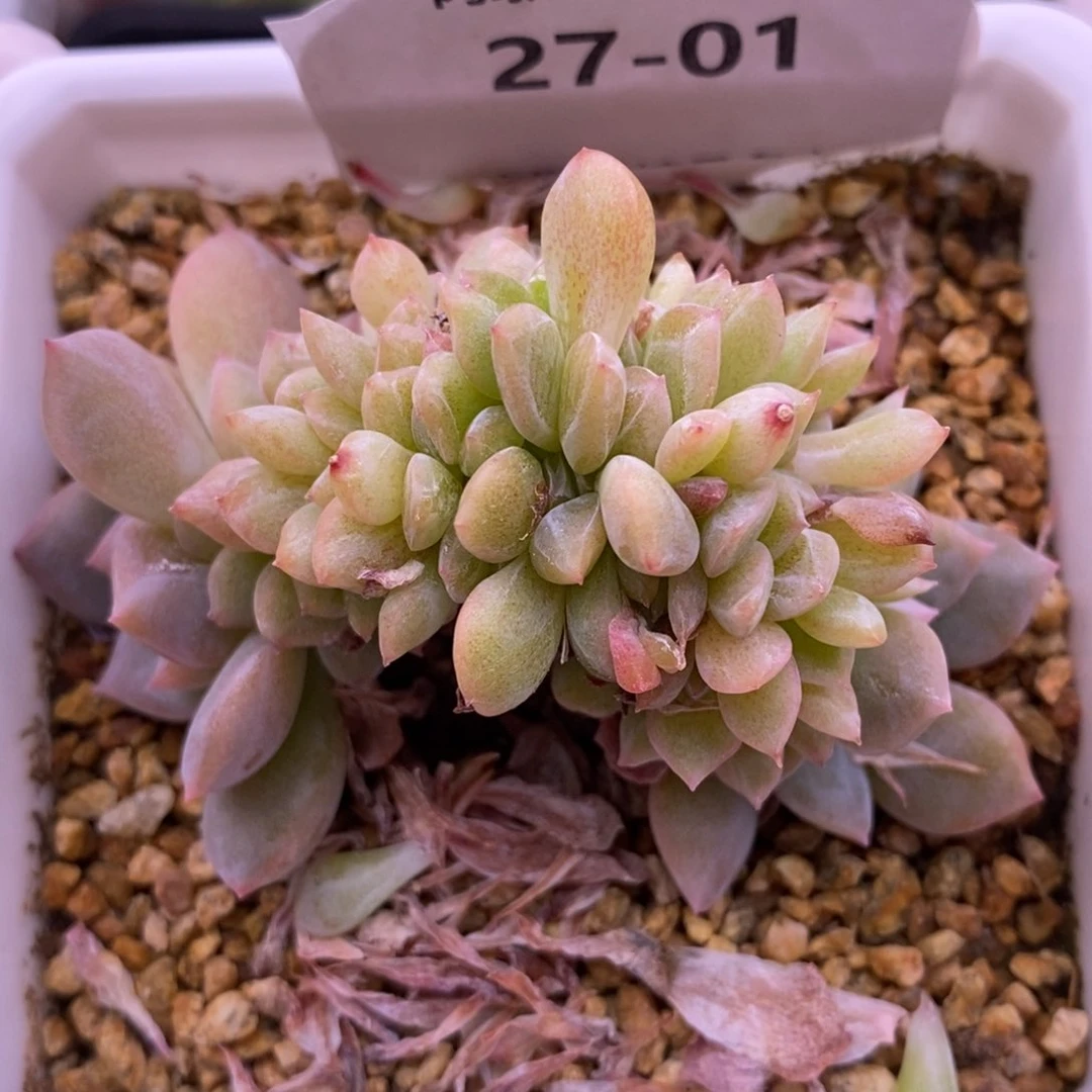 【闪购商品】27-01
