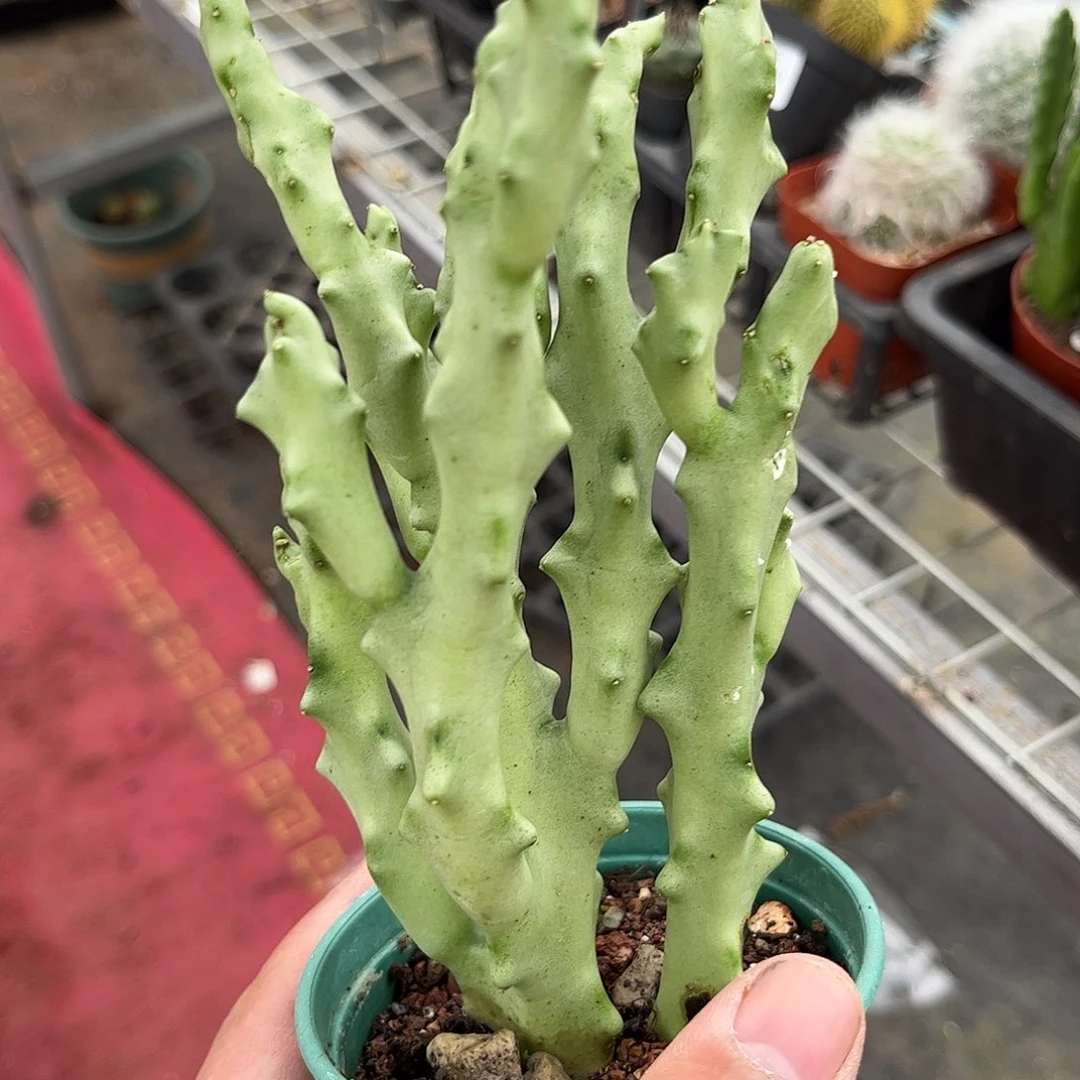 白珊瑚单头发货单头