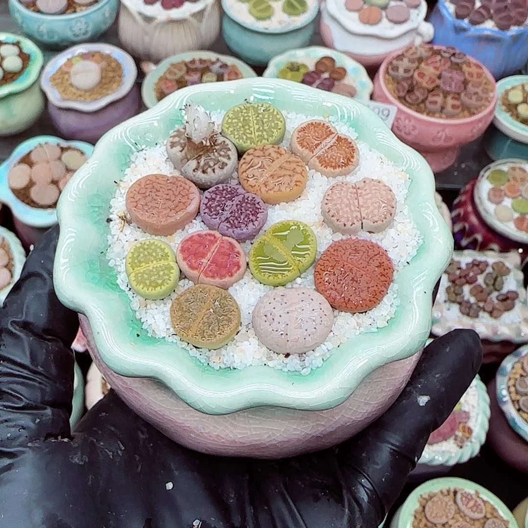 生石花满18包邮1205-127