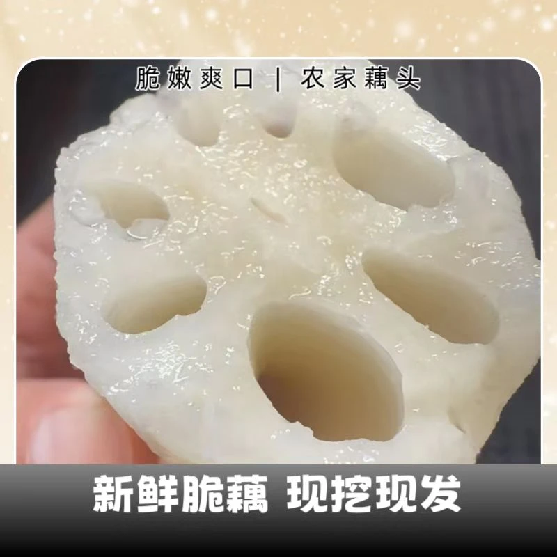 莲藕新鲜炒凉拌卤煲汤脆藕现挖红藕莲藕应季蔬菜香甜小藕尖小藕