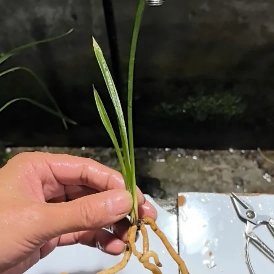 完全开放西蜀道光水晶艺引种苗