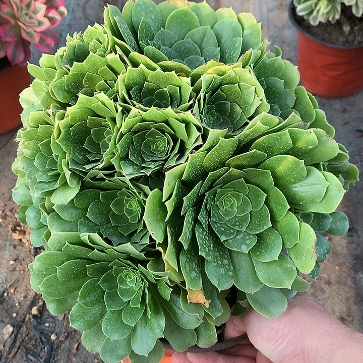 972绿羊绒多肉植物