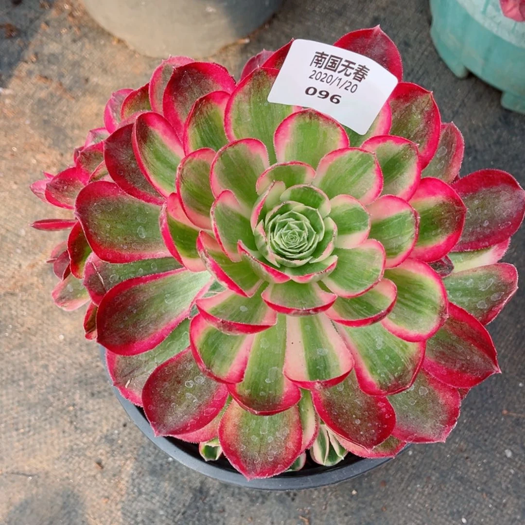 一物一拍多肉法师96