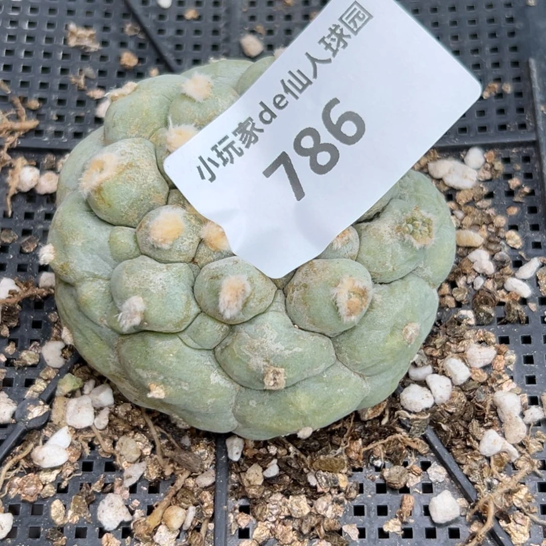 ?****?786 、有根 仙人球的世界里