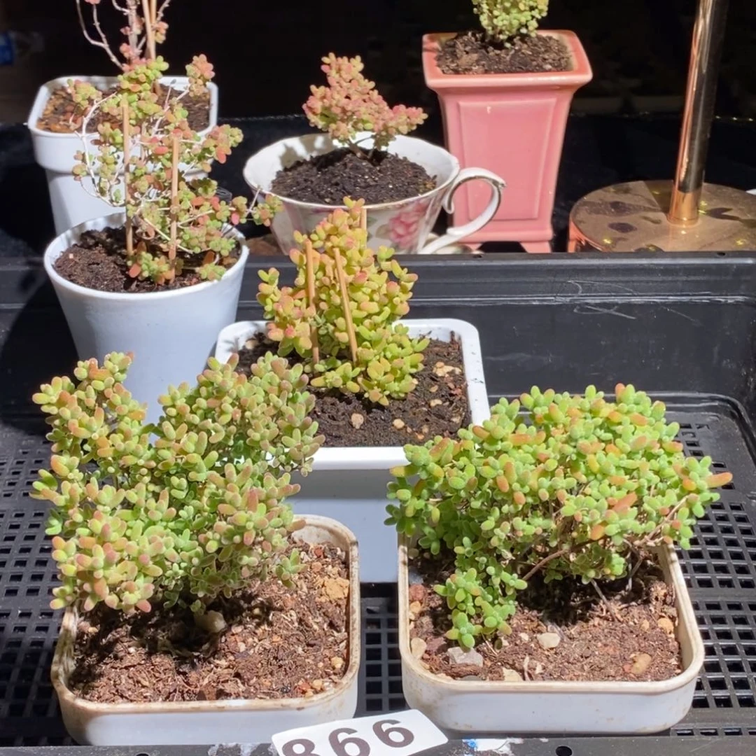 枝干番杏多肉植物866