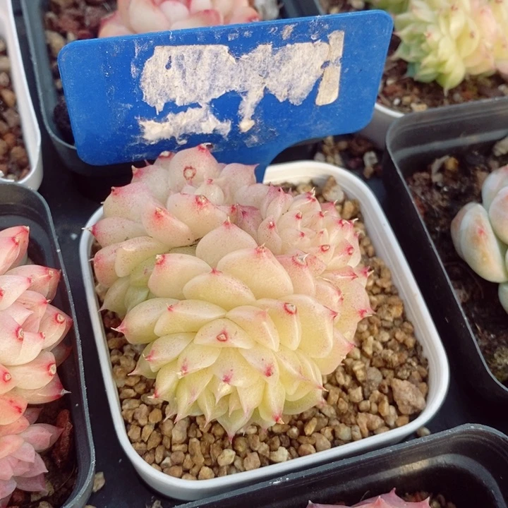 麦秆5.5cm不包整群