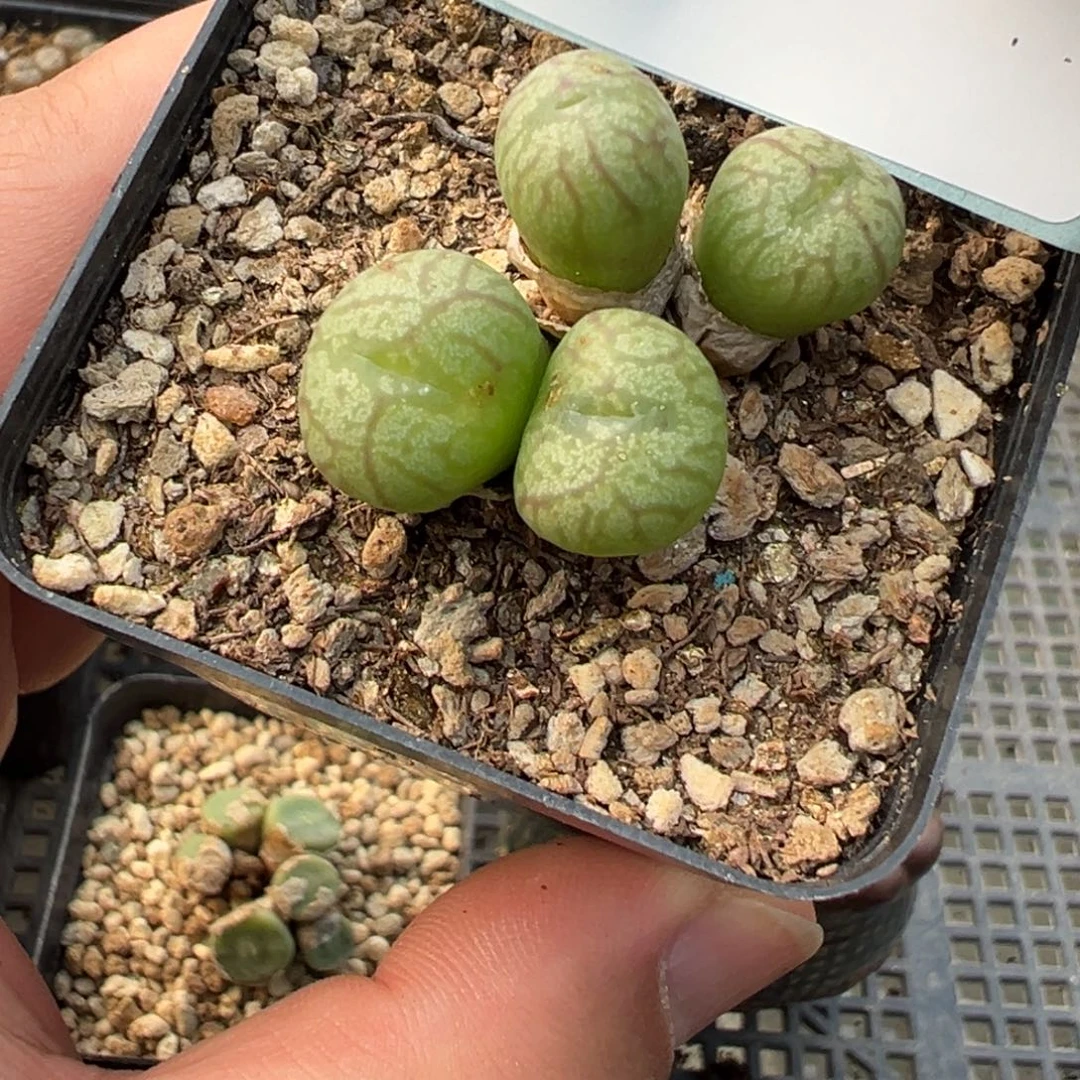 29-107送奶工杂多肉植物，