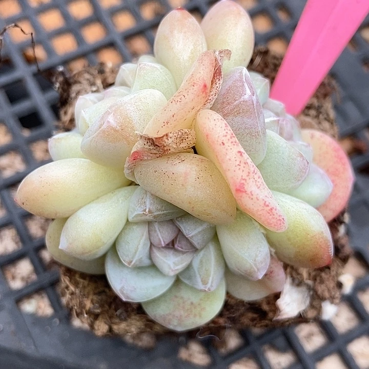 多肉植物冰玉596