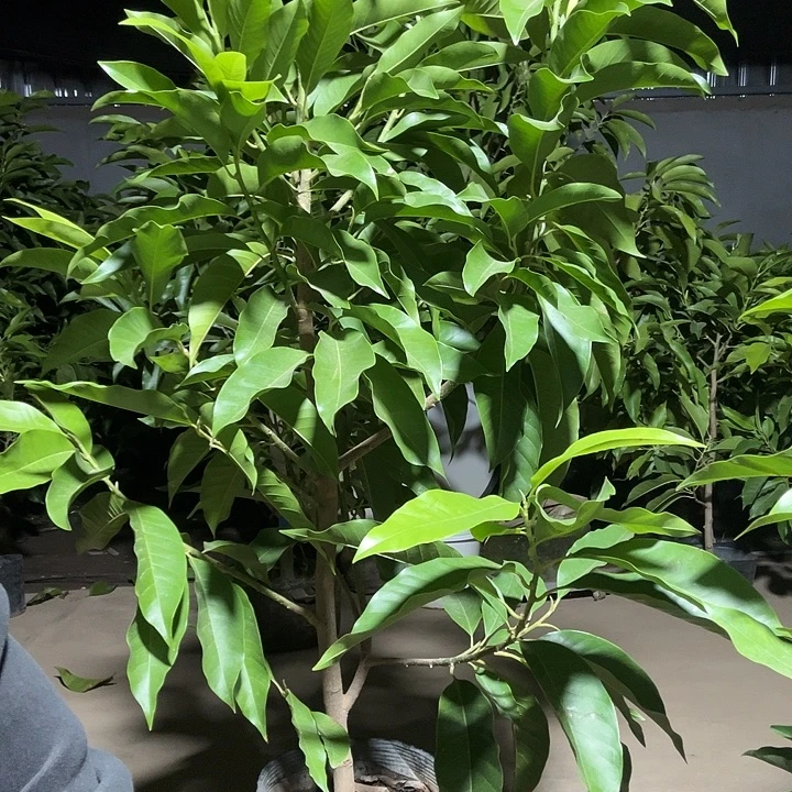 完全开放白兰花80价位