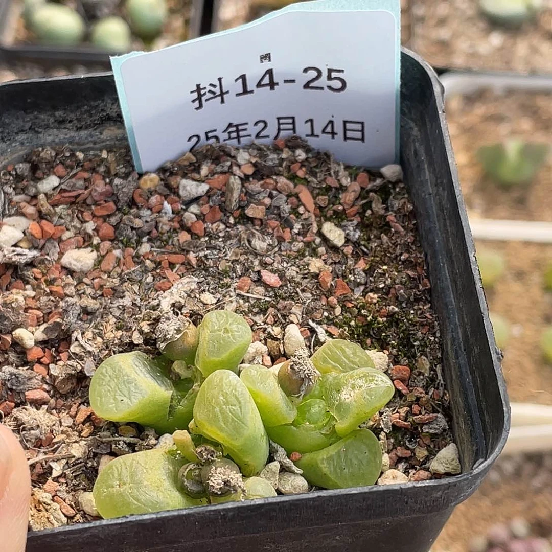 姬**君14-25肉锥多肉植物