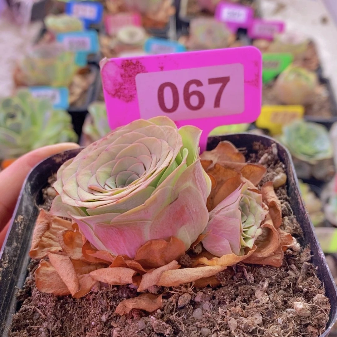 山地玫瑰一物一拍雪霁067