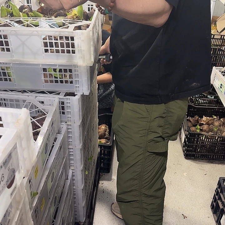 双王➕米纳瓦6.5公分进口球丑球福利