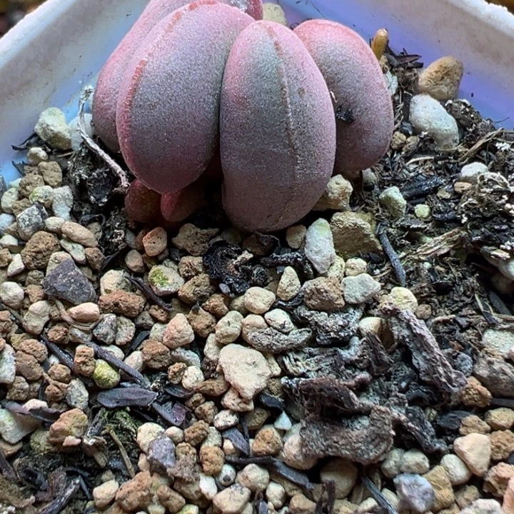 希***望吉祥如意的一个小故事