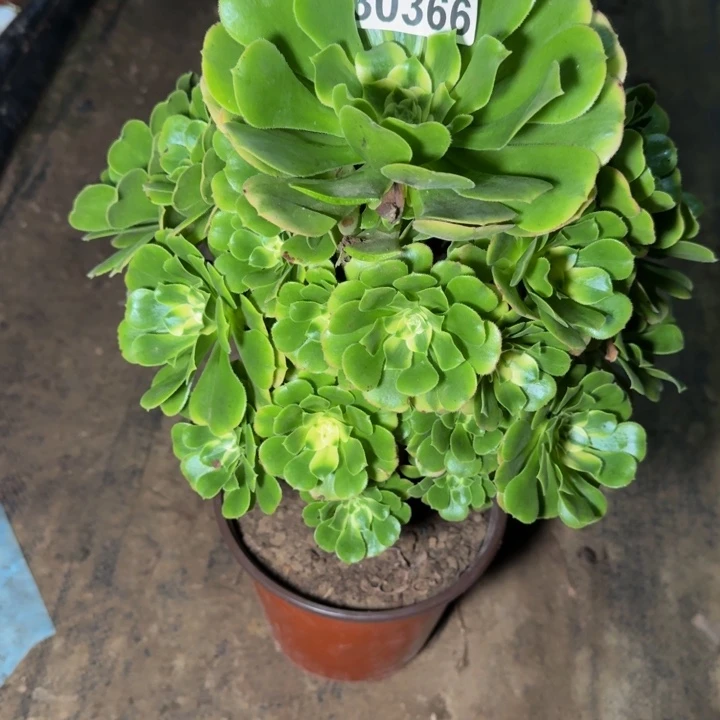 30366辛尼亚多肉植物