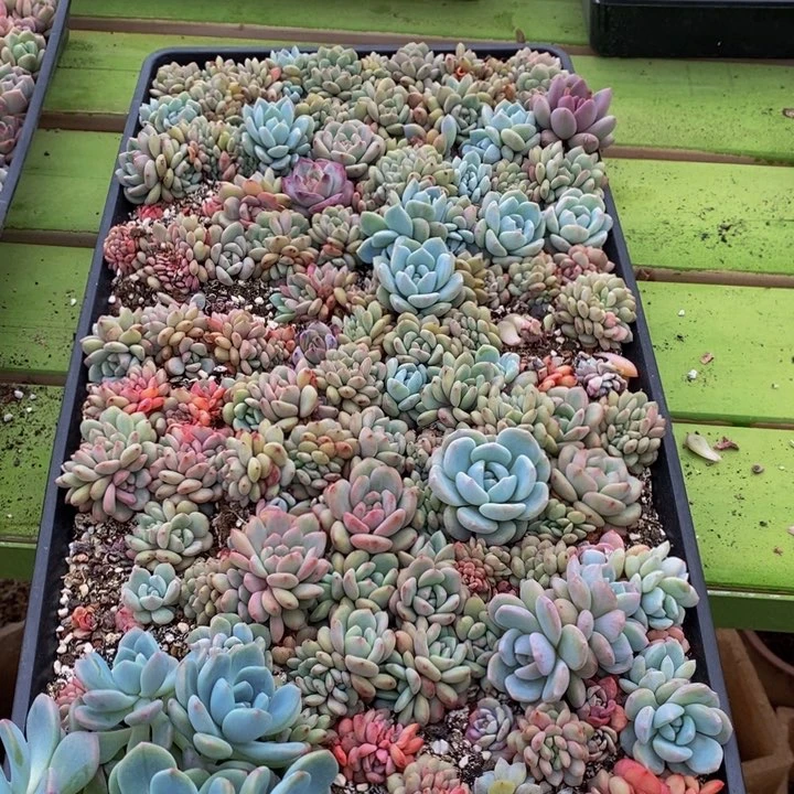 749多肉植物保护研究所所长助理