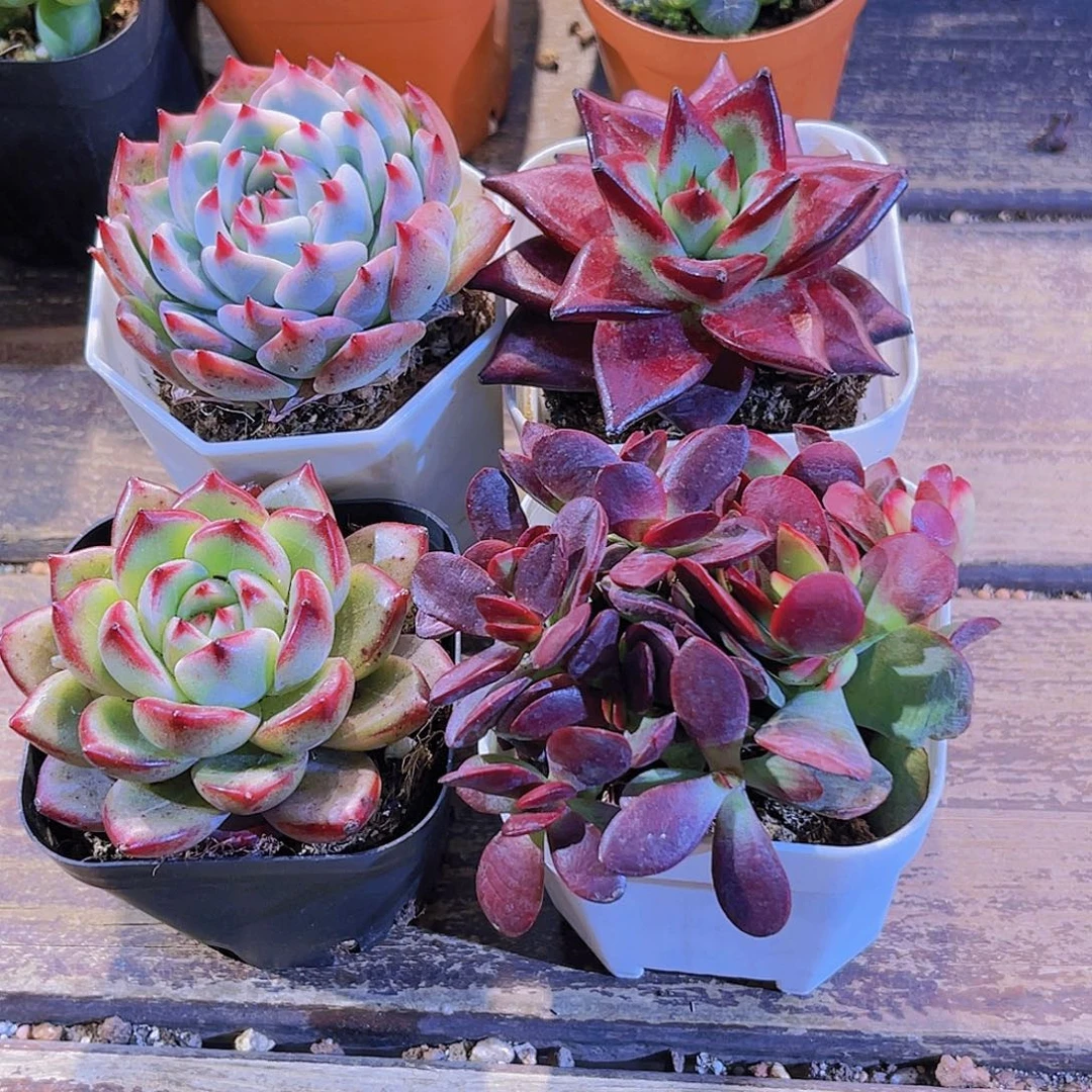 如图四盆111111111