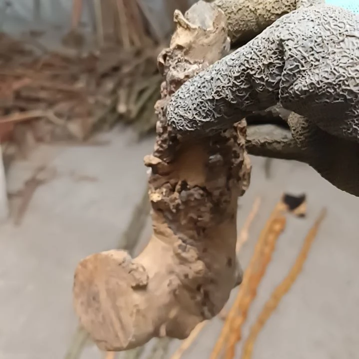 稳定木风*贵州檬子木 铁马鞭 根艺 半成品
