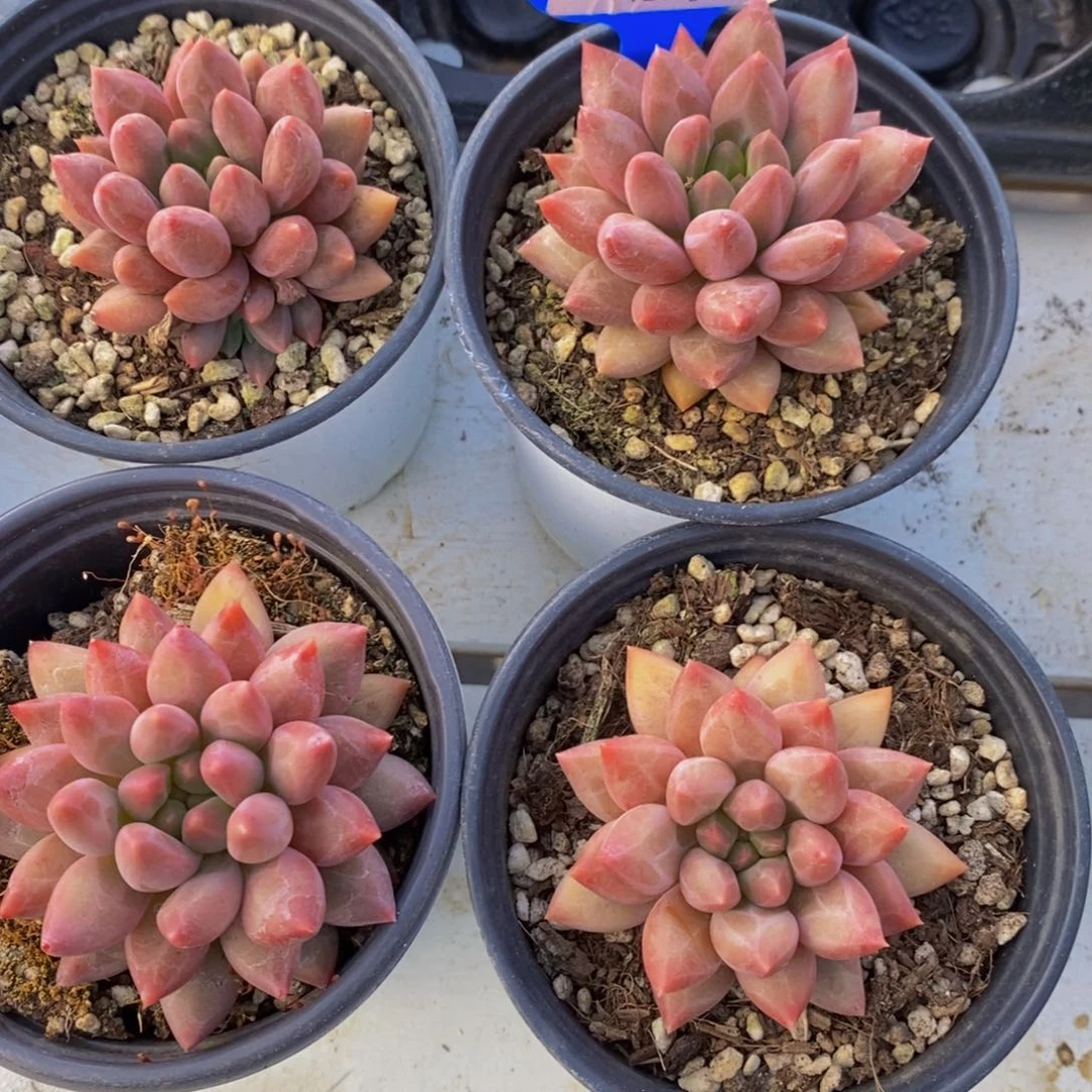 120-精品车厘子单头两个