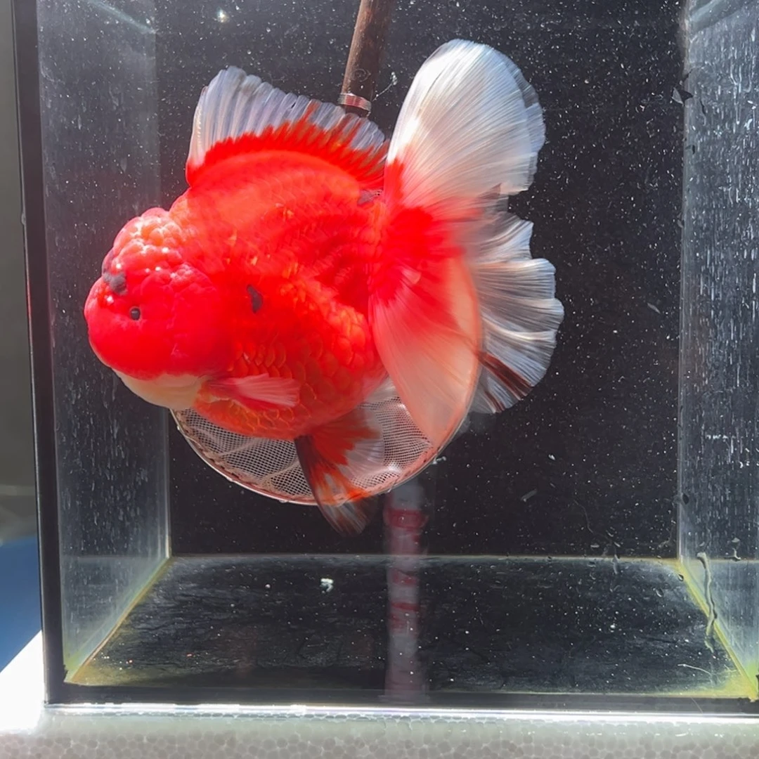 金鱼030。  99999999999999