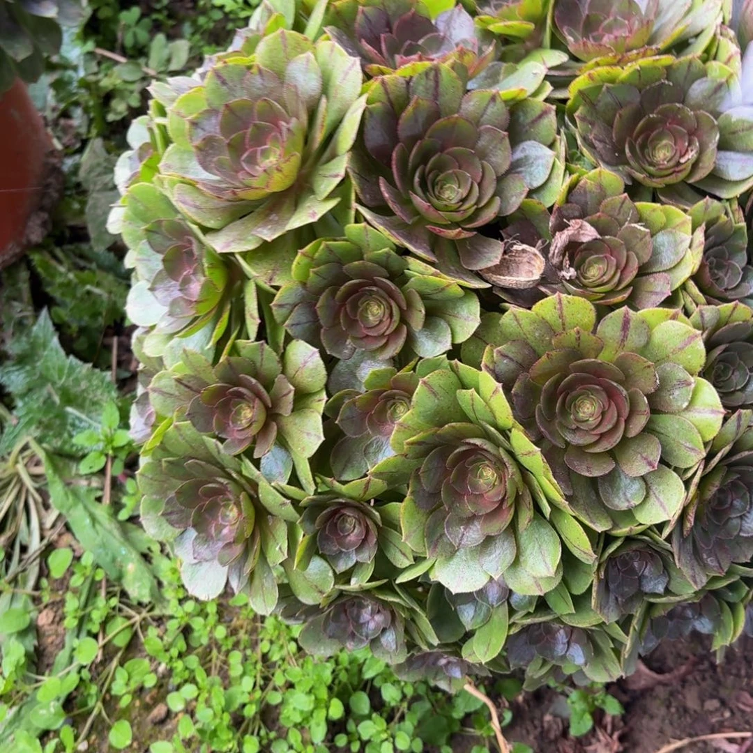 512多肉植物捧花的时候