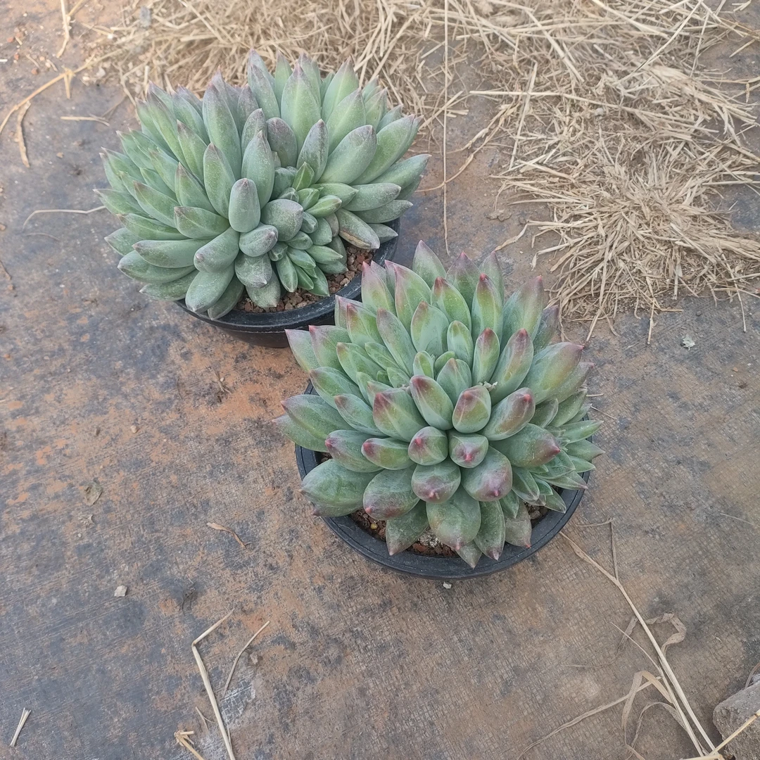 东云系多肉植物直播连接商品二个重楼