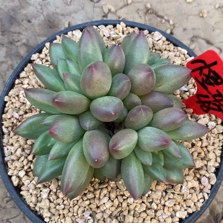 橙***橙8888888888588888888