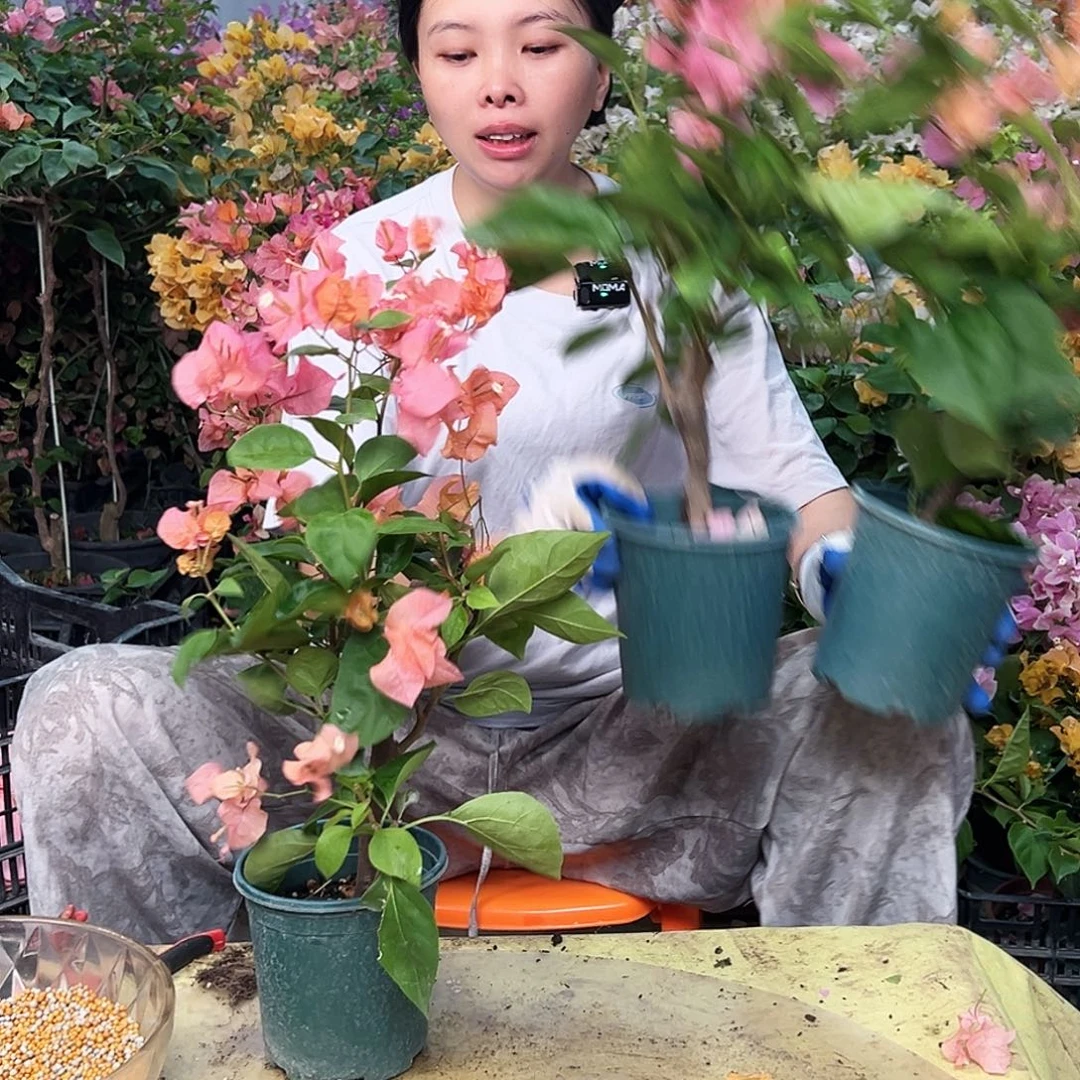 大部分花苞少量开放波妹掌中宝一棵