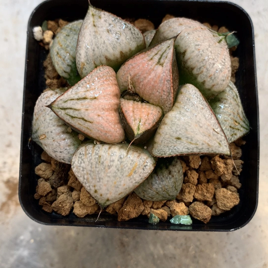 武士红，带盆发货