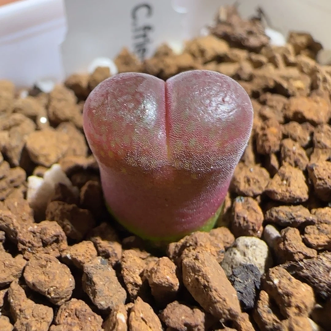 肉锥多肉植物组合-恩东369